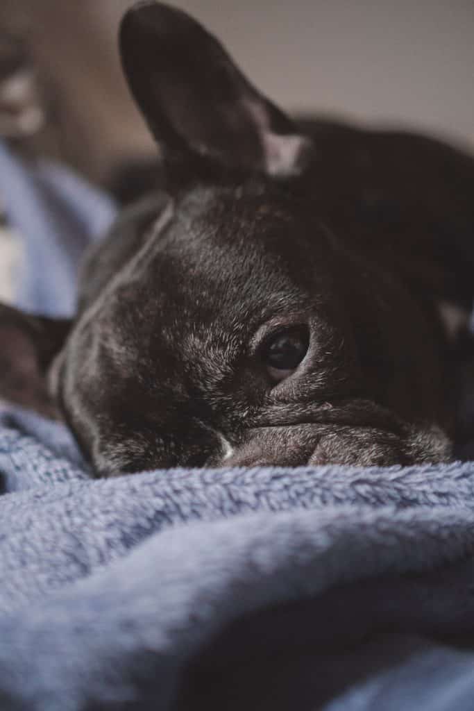 Do French Bulldogs Get Arthritis? - Natural Remedies 1