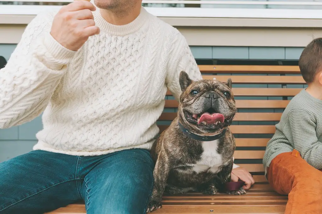 How Much is a Brindle French Bulldog?