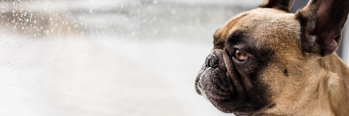 My French Bulldog is Scared of Me - Learn Why? 1