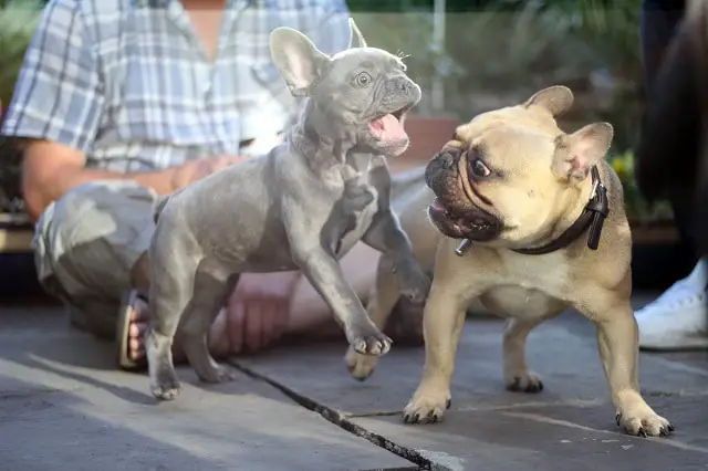 Why is my French bulldog getting aggressive? - What To Do 3