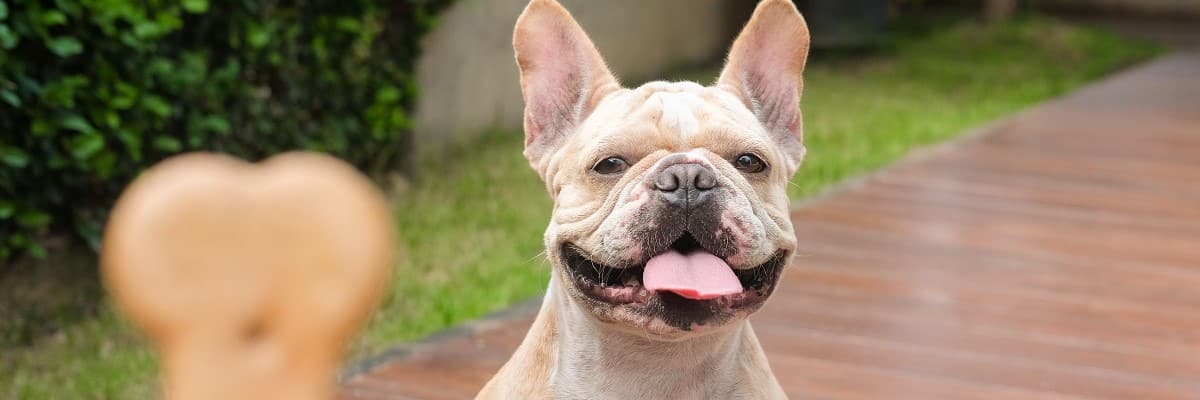 What is the best food for French bulldogs? 1