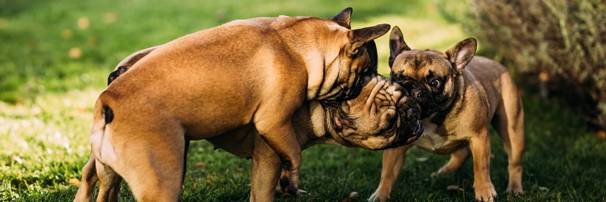 Do French Bulldogs Calm Down with Age?