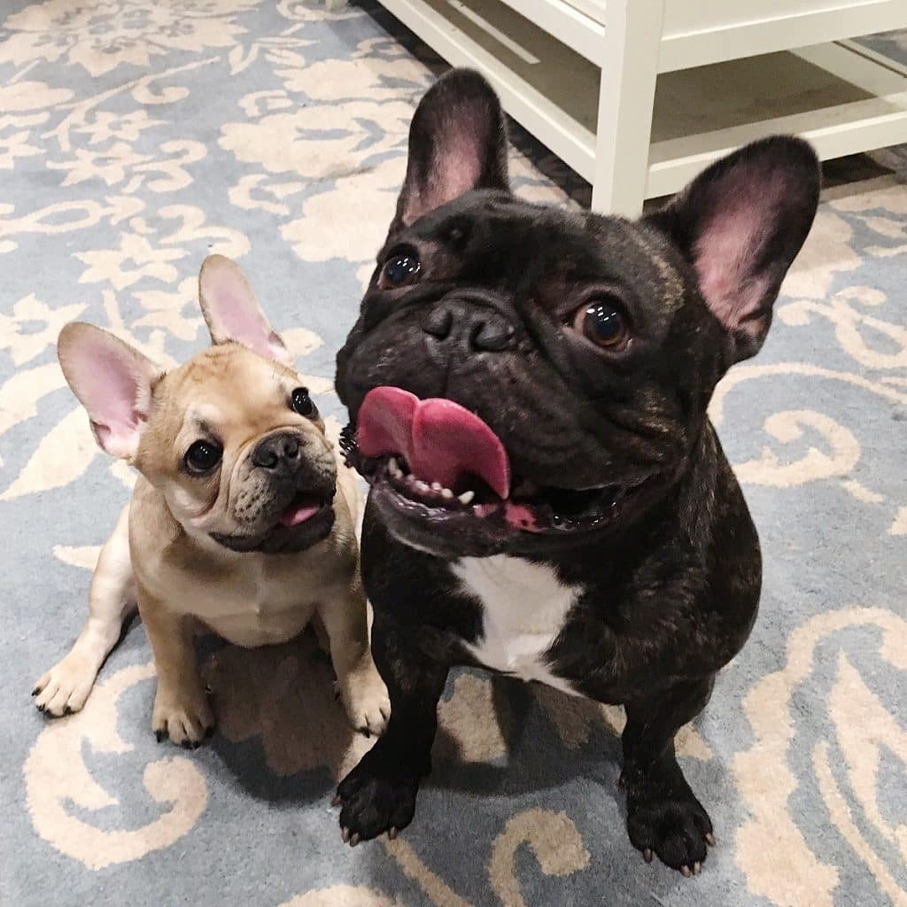 My French bulldog is Leaking Urine - What to Do 2