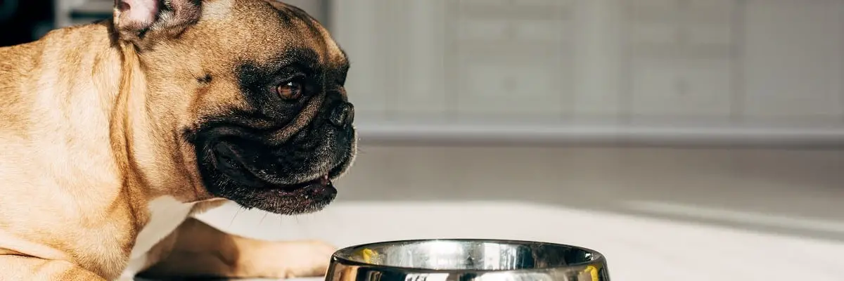 Can French Bulldogs Eat Brown Rice? Must Learn This! 1