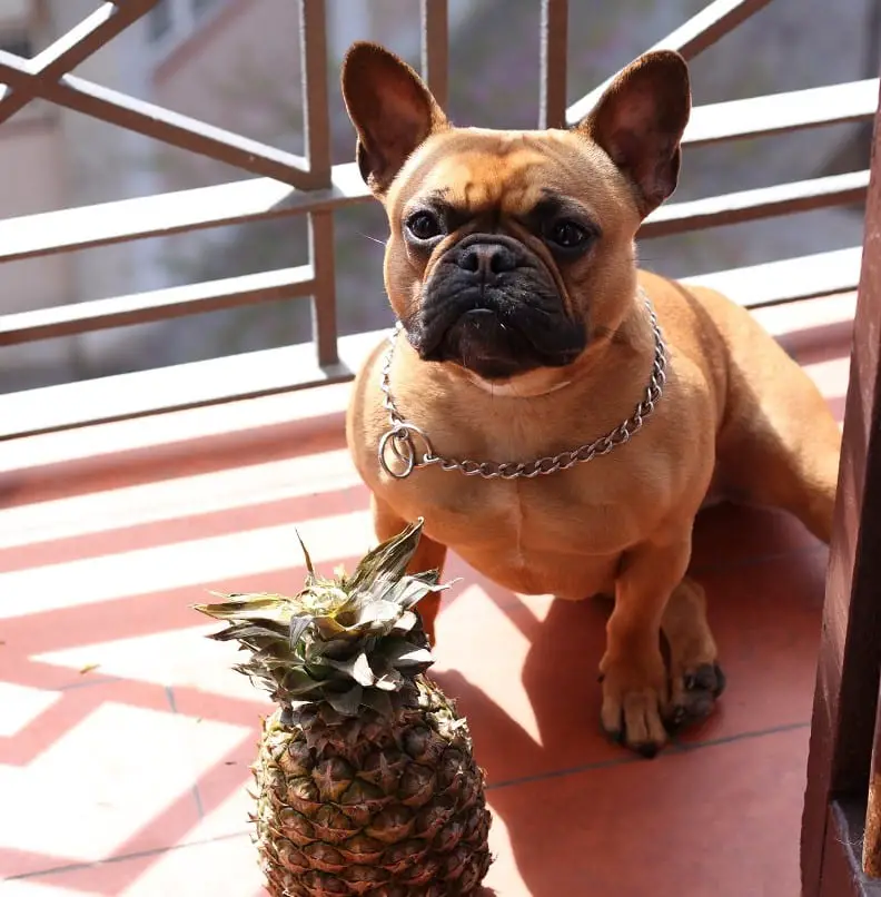 French Bulldog Sitting Pineapple