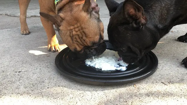 French Bulldogs Eating Yogurt