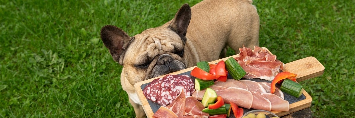 French Bulldog Eating Bacon