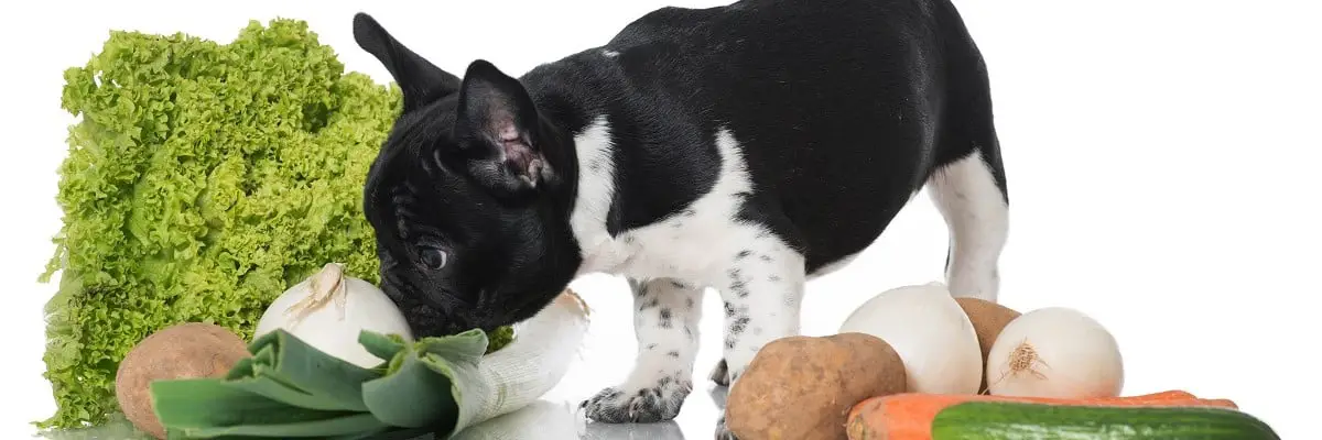 French Bulldog Eating Cauliflower