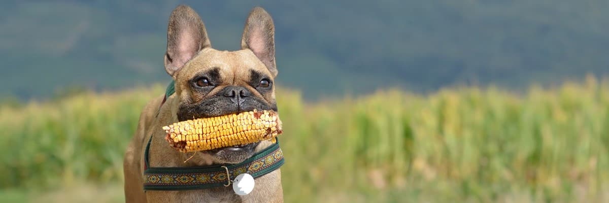 French Bulldog Eating Corn
