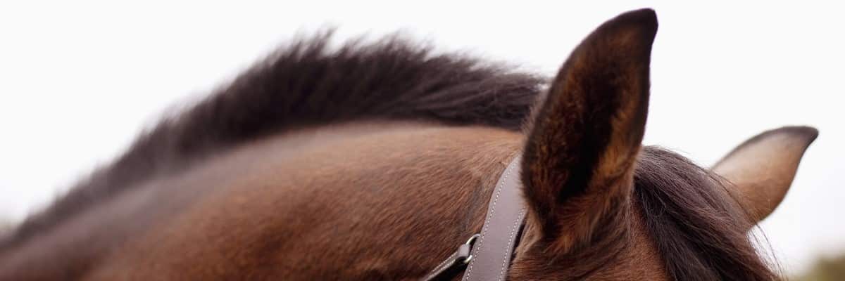Horse ear