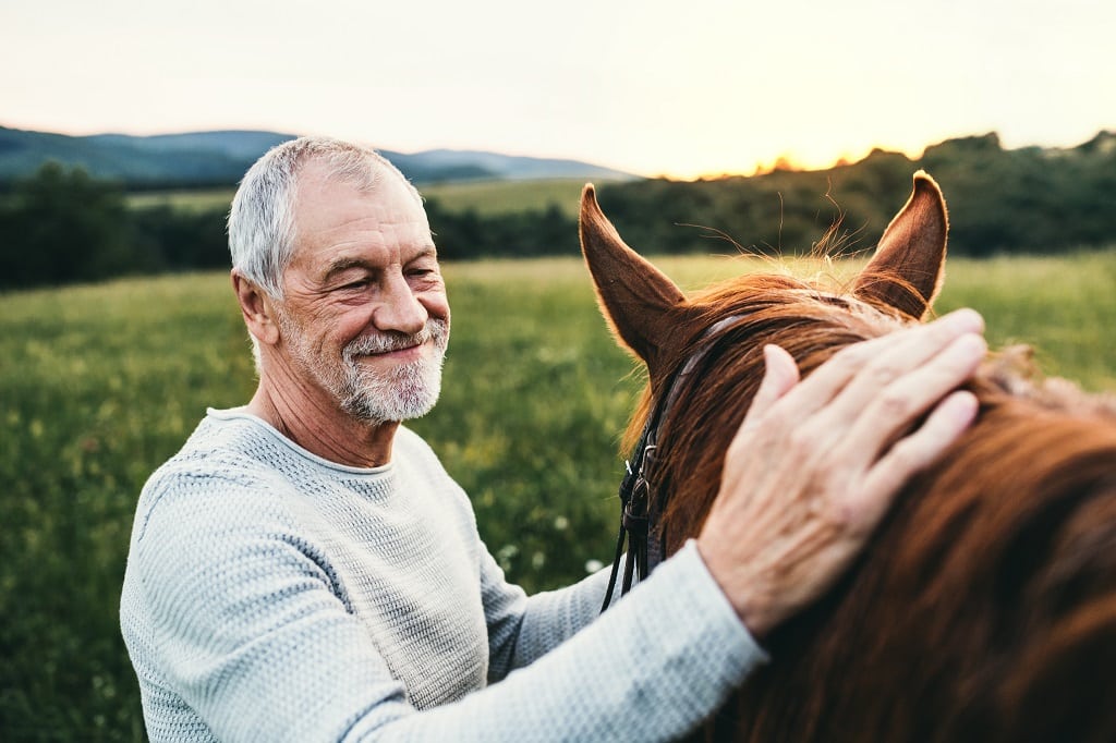 How Do You Treat Arthritis In Horses Naturally? Learn Today! 1