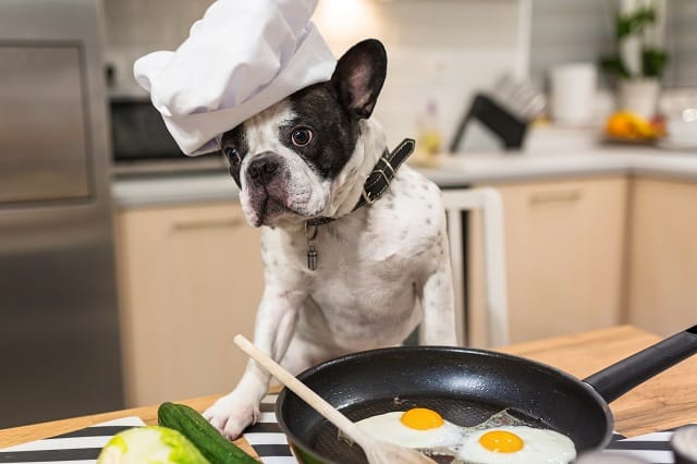 Can French Bulldogs Eat Scrambled Eggs? Must Learn This! 2