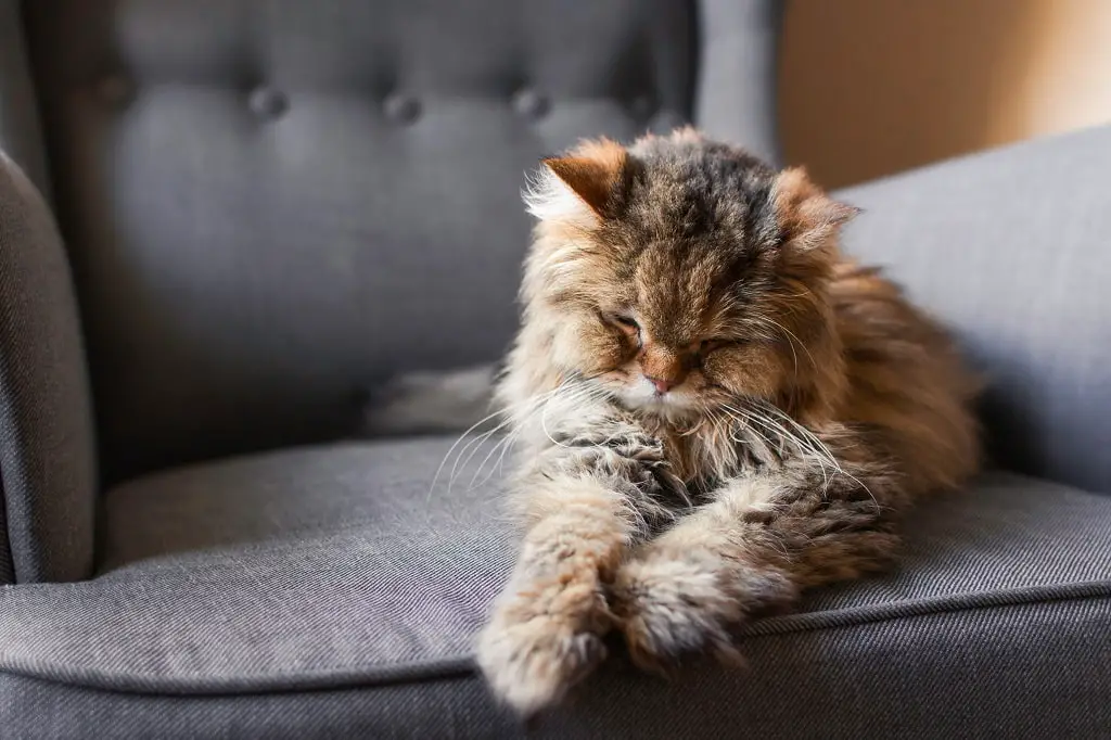 How Can I Treat My Cat Arthritis Naturally 1