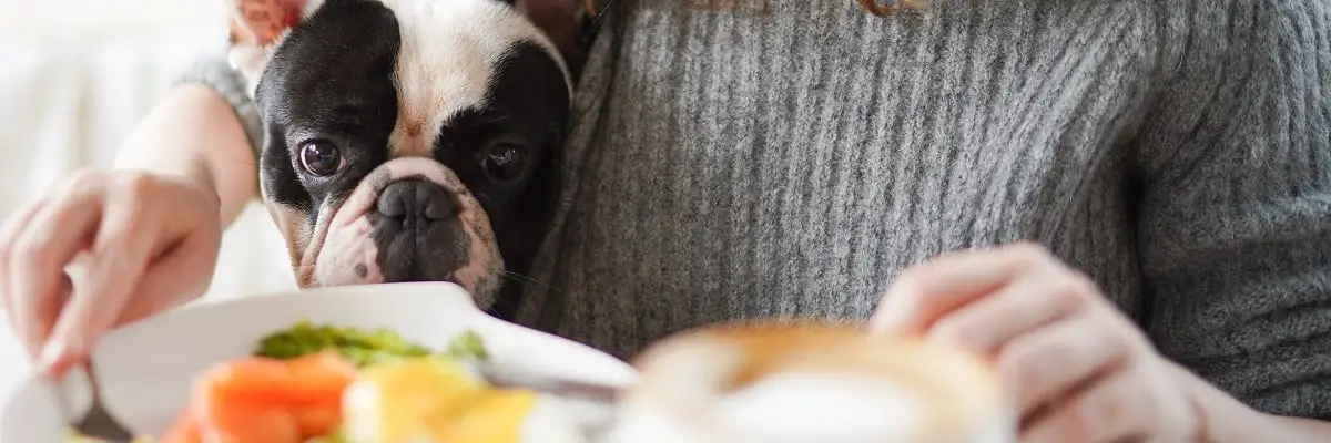 Can French Bulldogs Eat Scrambled Eggs? Must Learn This! 1