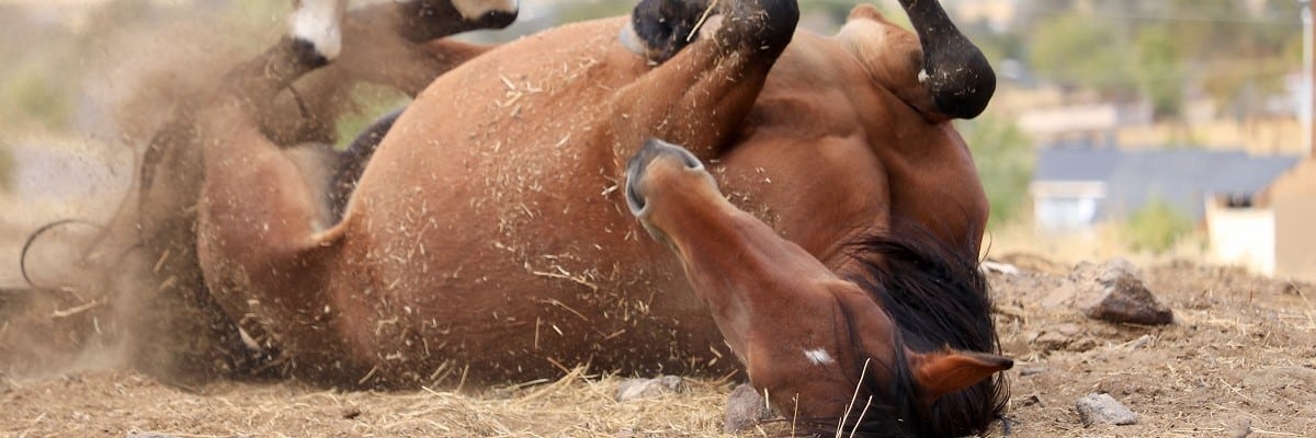 Itchy Horse