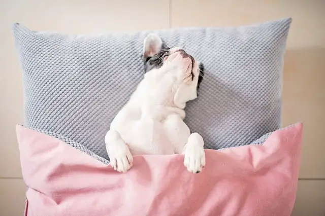 How much should my French Bulldog sleep? 1