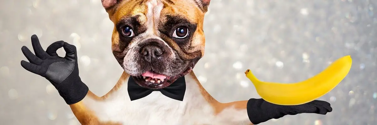 Can French Bulldogs Eat Bananas? Must Learn This! 1