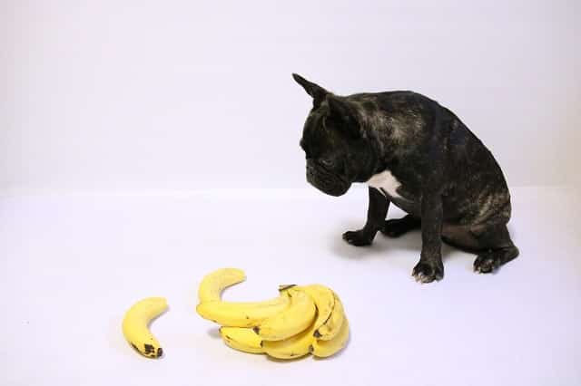 Can French Bulldogs Eat Bananas? Must Learn This! 2