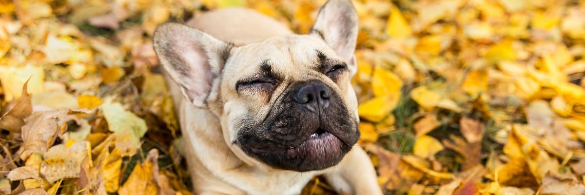 My French Bulldog Dog Sounds Congested - Must Learn This! 1