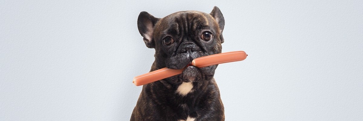 Can French Bulldogs Eat Pork? - Must Learn This! 1