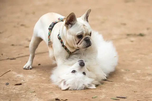 aggressive french bulldog puppy