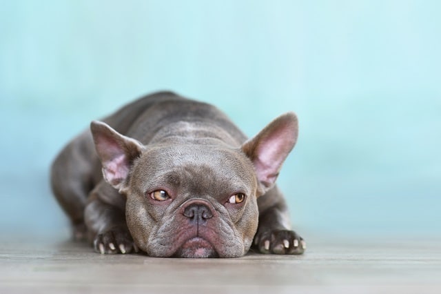 What can I give my French bulldog for an upset stomach? 2
