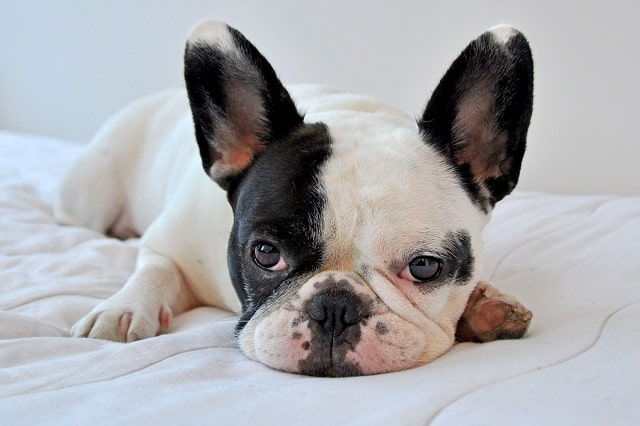 Best Girl French Bulldog Names & Their Meanings 2