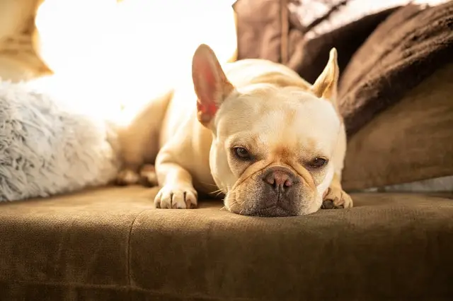 My French Bulldog Dog Sounds Congested - Must Learn This! 2