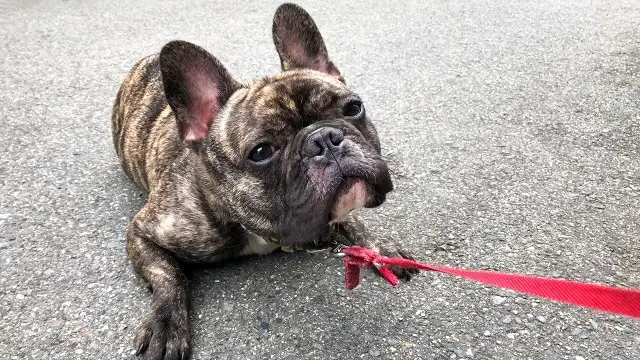 Are Brindle French Bulldogs Really Rare? The Inside Scoop 1
