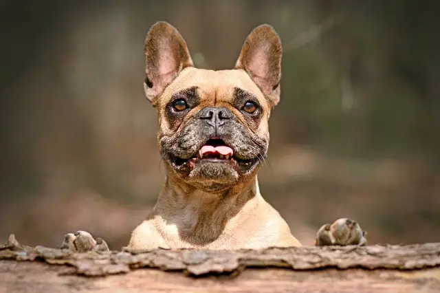 How to Fatten Up My French Bulldog - Tips 2