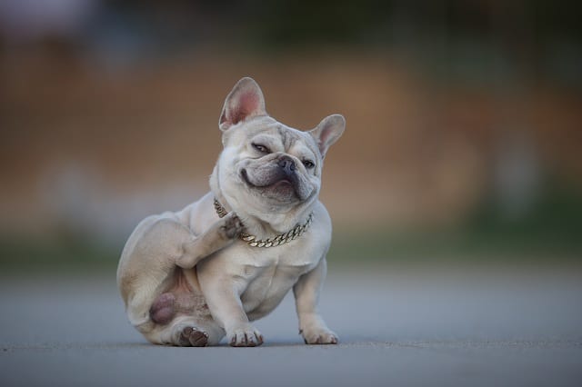 hair loss in french bulldogs