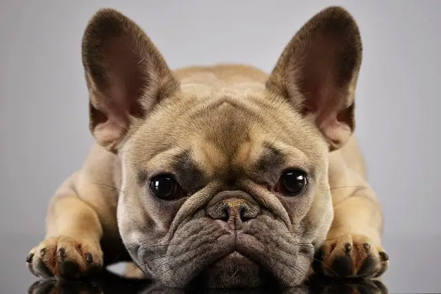 French Bulldog Lifespan: Common Questions and Answers 4