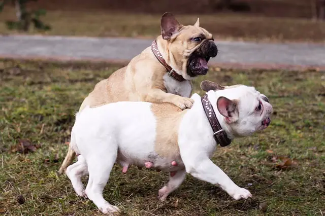 My French Bulldog Is Aggressive To Other Dogs – Must Learn This! 2