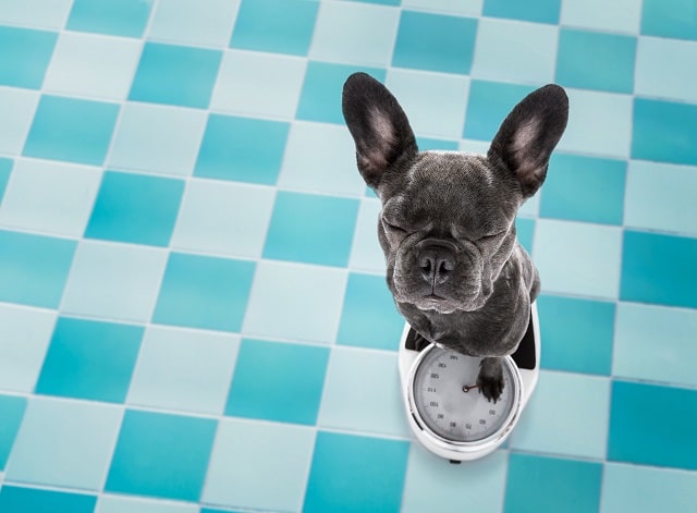 Is My French Bulldog Overweight? - Weight Chart 3