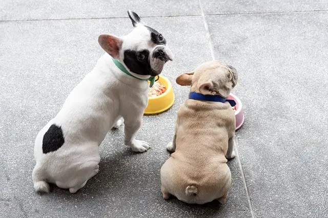 What is the best food for French bulldogs? 2