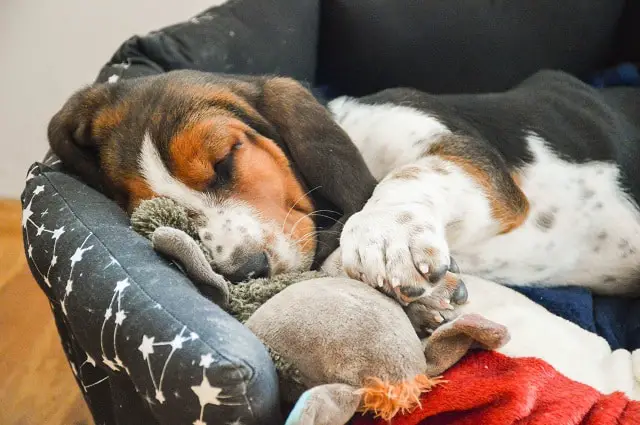 Do Basset Hounds Shed? - Learn More 2