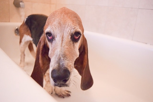 Do Basset Hounds Shed? - Learn More 3