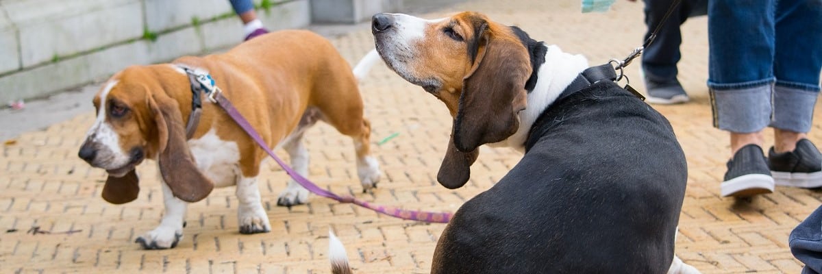 Do Basset Hounds Shed? - Learn More 1