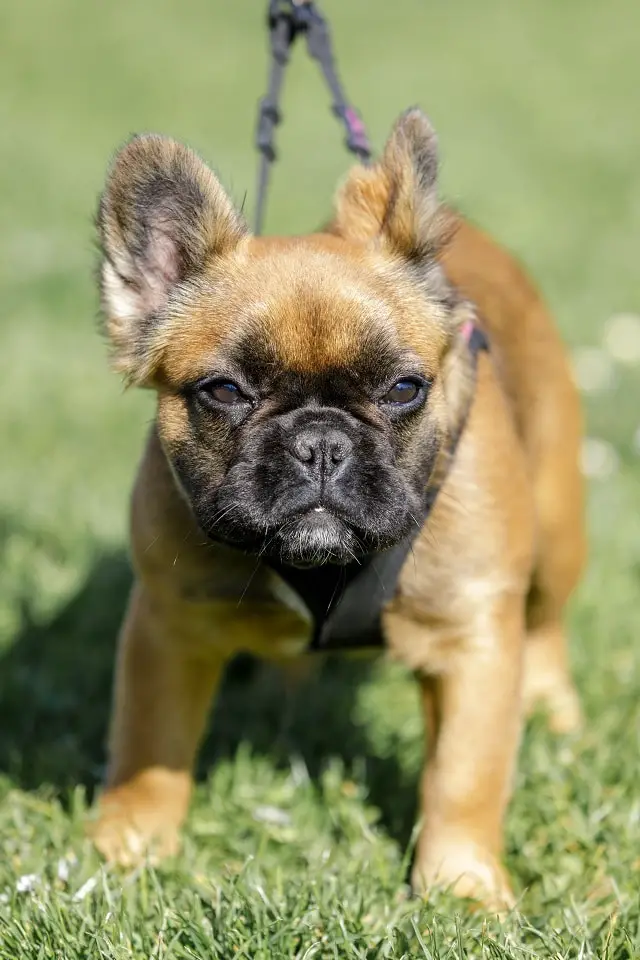 how much does a long haired french bulldog cost