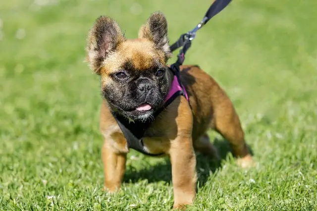how much is a long haired french bulldog