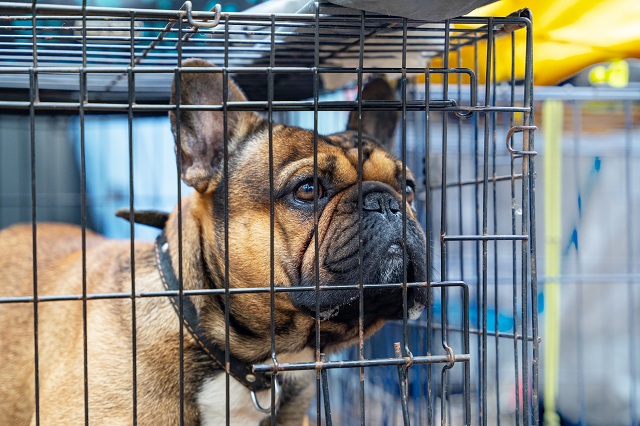 French Bulldog Crate Size - What You Need To Know 2