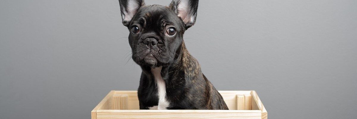 French Bulldog Crate Size - What You Need To Know 1
