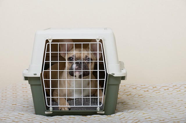 French Bulldog Crate Size - What You Need To Know 3
