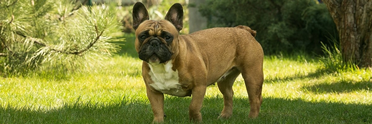 The Fawn French Bulldog: Complete Overview 1