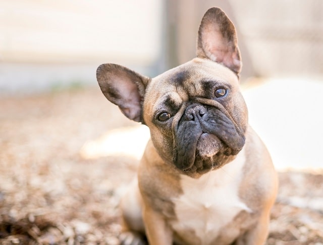 Types of French Bulldogs: A Comprehensive Guide 1
