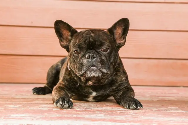 what are the different types of french bulldogs