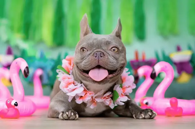Types of French Bulldogs: A Comprehensive Guide 3
