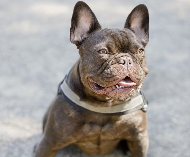 color types of french bulldogs