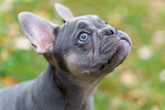 Cost of Blue French Bulldogs